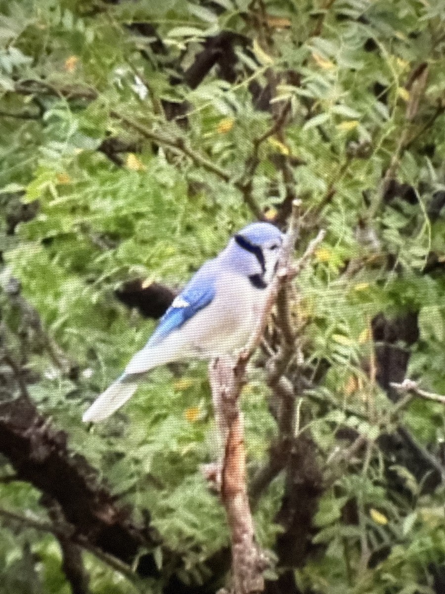 Blue Jay - ML641894719