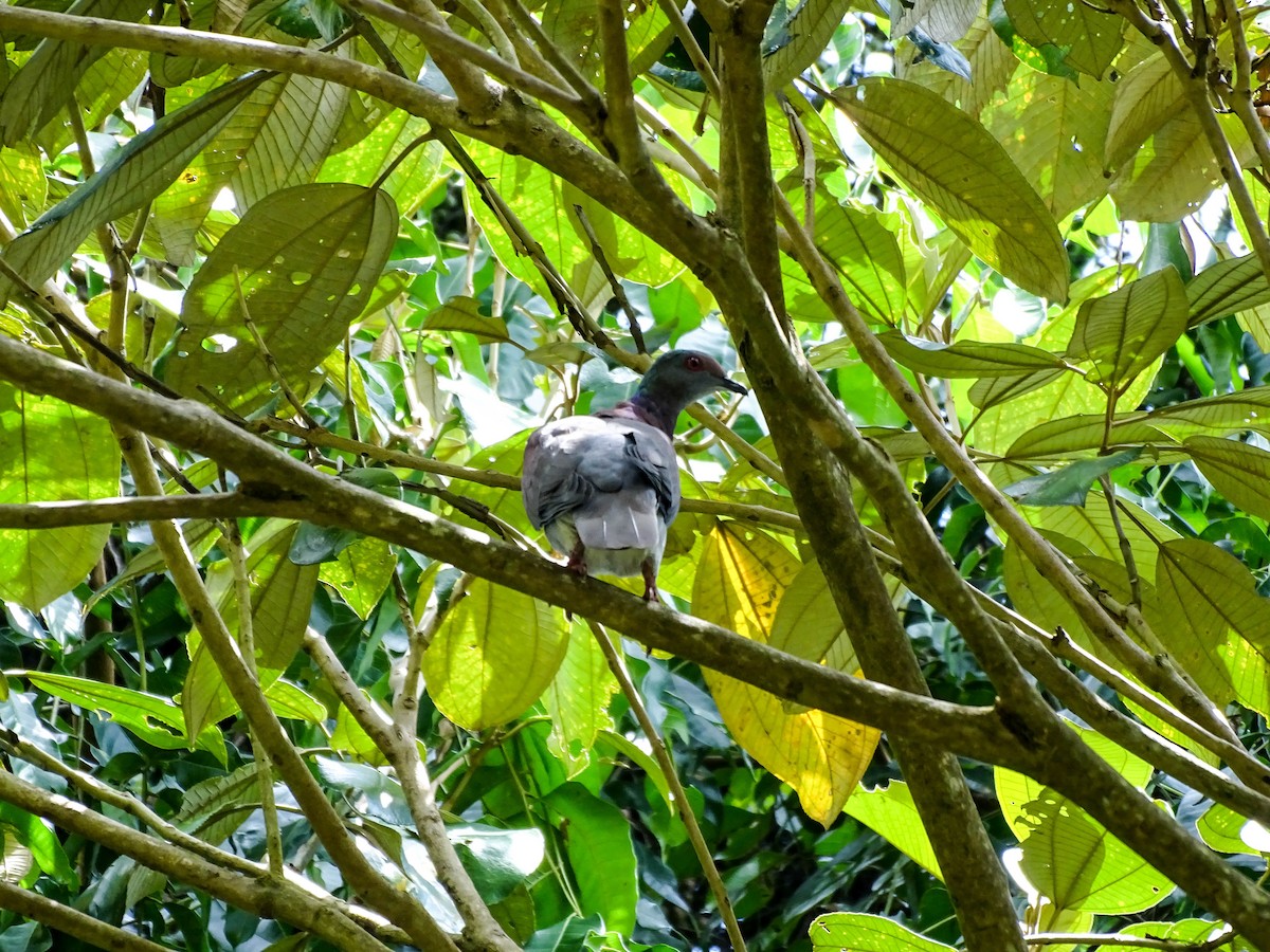 Pale-vented Pigeon - ML641894729