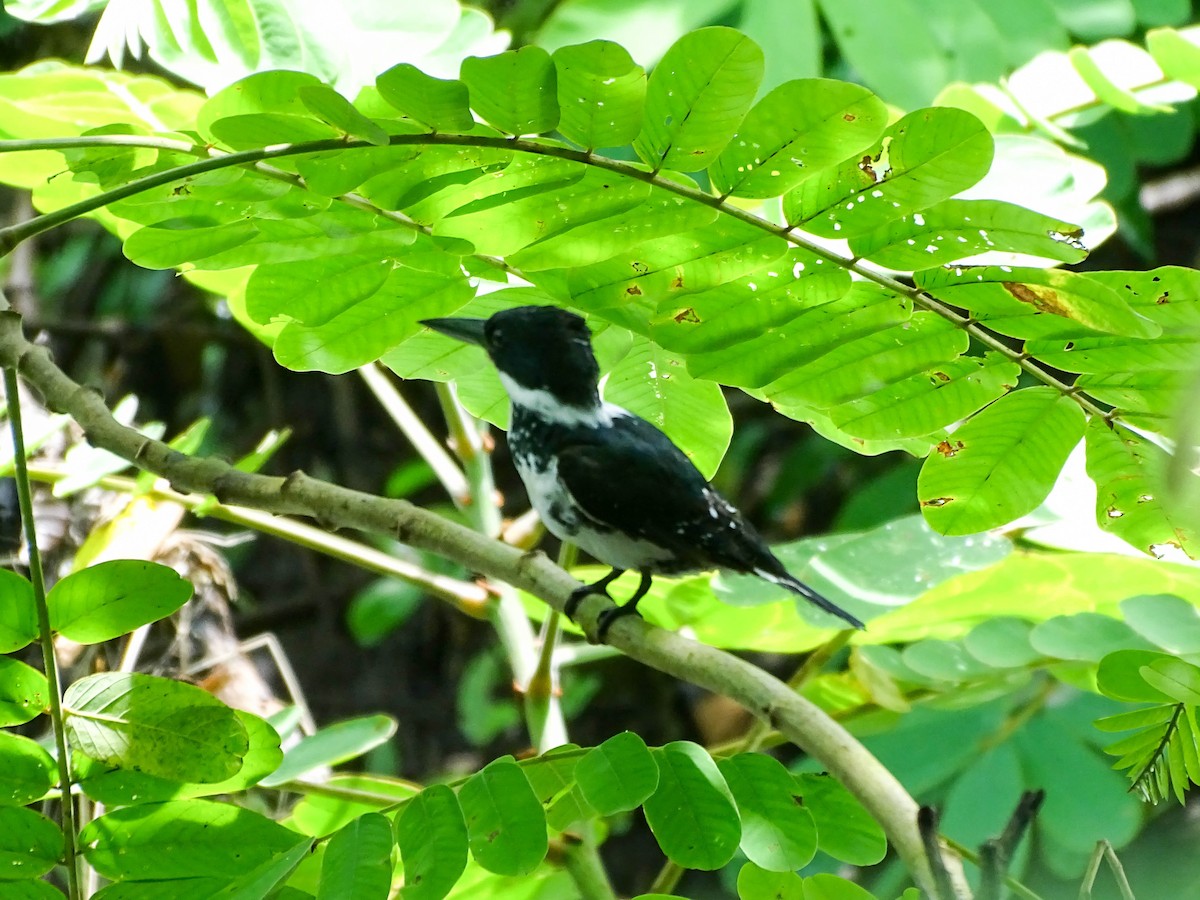 Green Kingfisher - ML641894776