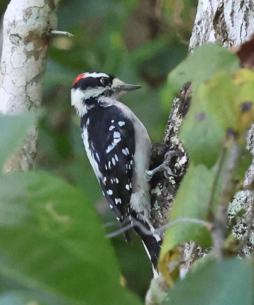 Downy Woodpecker - ML641894778