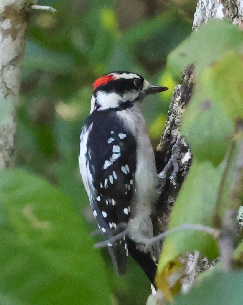 Downy Woodpecker - ML641894779