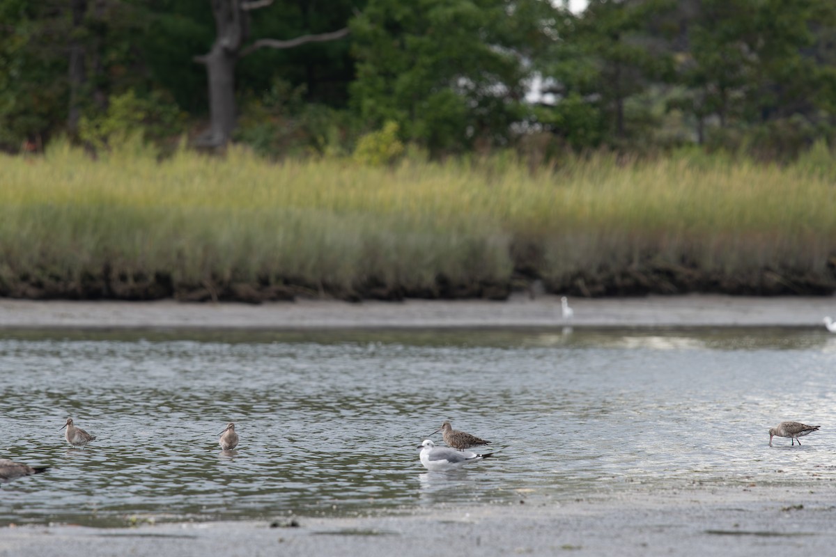 Hudsonian Godwit - ML641894794