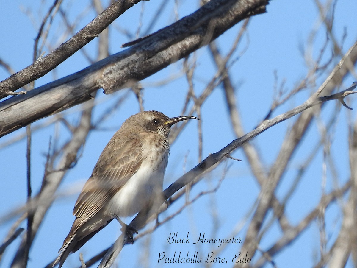 Black Honeyeater - ML641894798