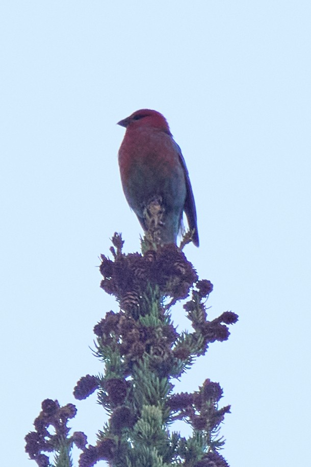 Pine Grosbeak - ML641894809