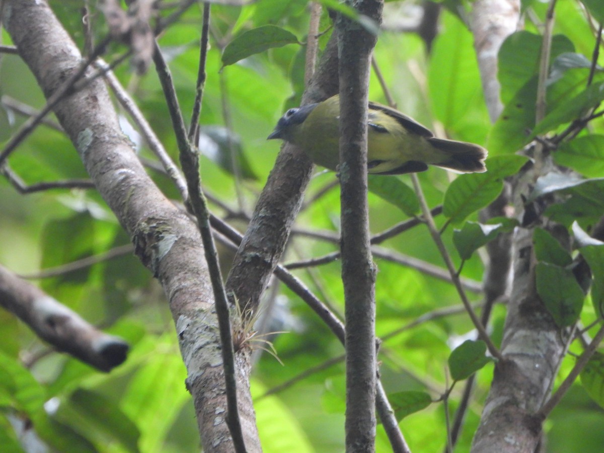 Gray-headed Piprites - ML641894816