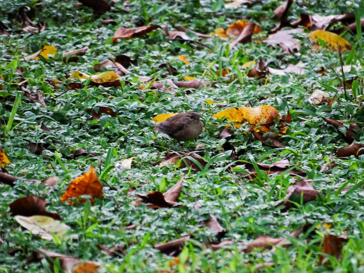 Southern House Wren - ML641894838