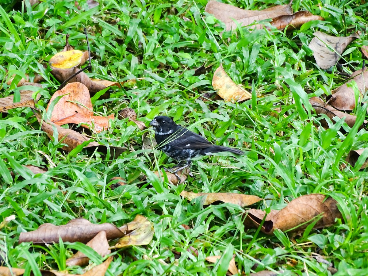Variable Seedeater - ML641894856