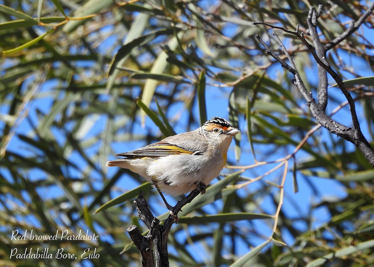 Red-browed Pardalote - ML641894857