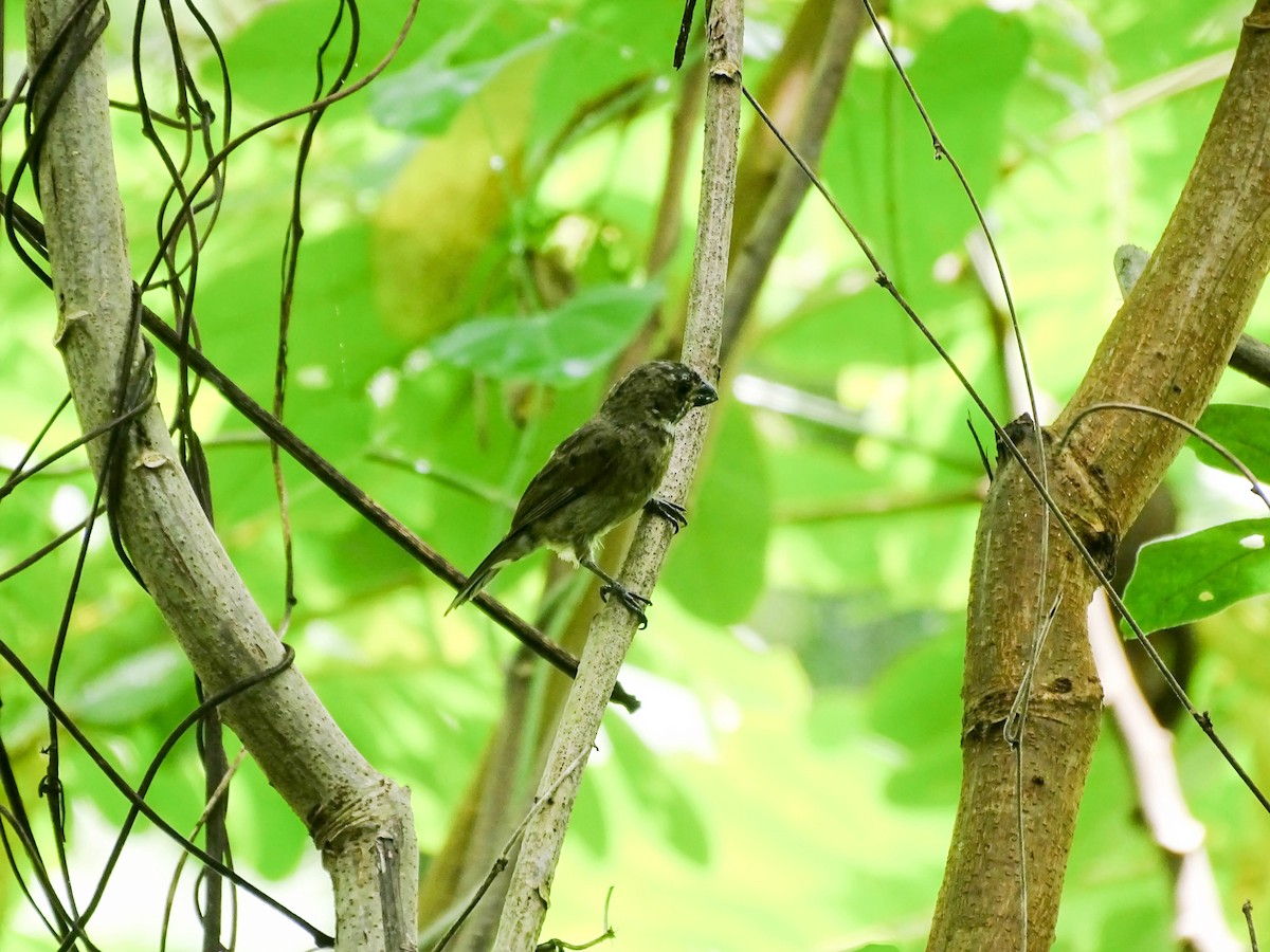 Variable Seedeater - ML641894858