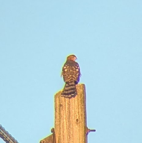 Cooper's Hawk - ML641894872