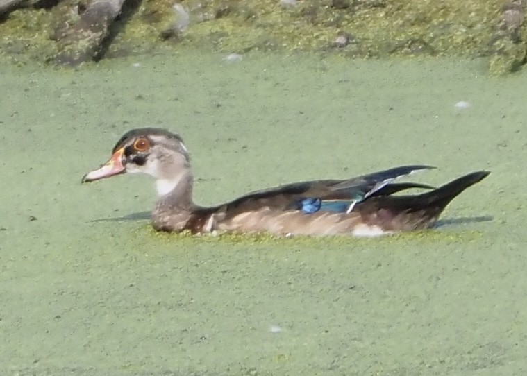 Canard branchu - ML641894878