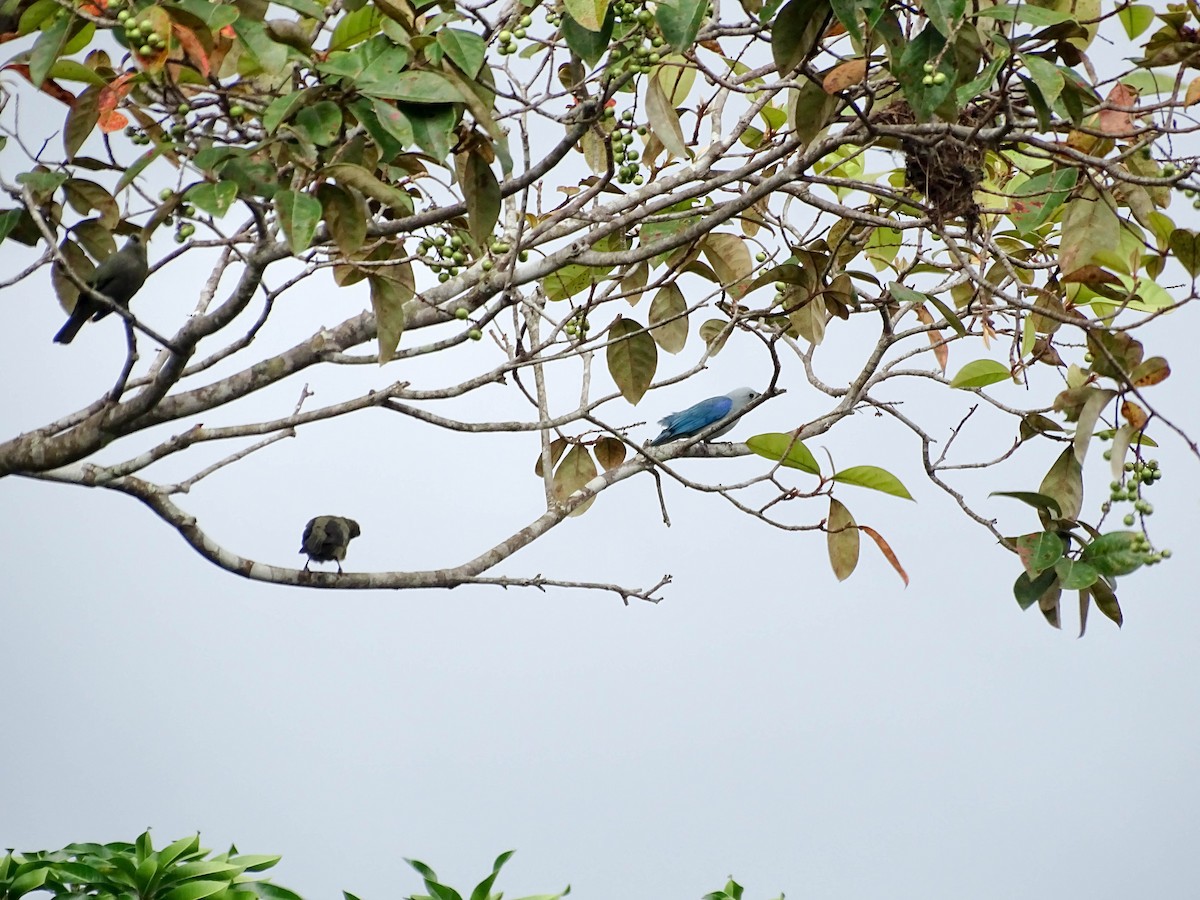 Palm Tanager - ML641894880