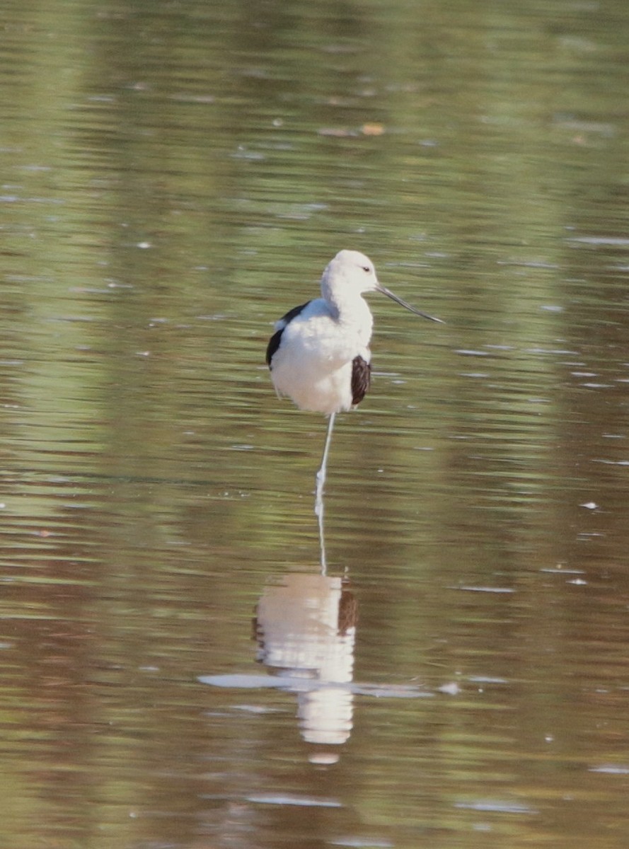 American Avocet - ML641894888