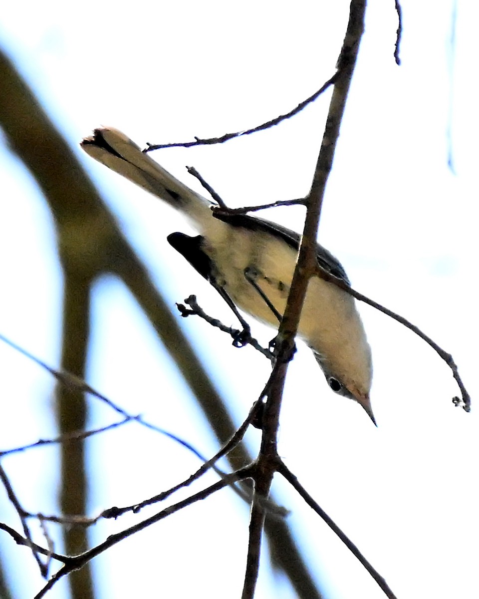 Blue-gray Gnatcatcher - ML641894921