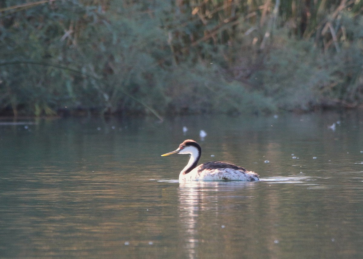Western Grebe - ML641894933