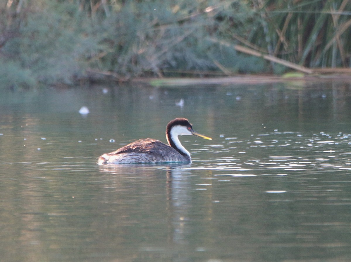 Western Grebe - ML641894934