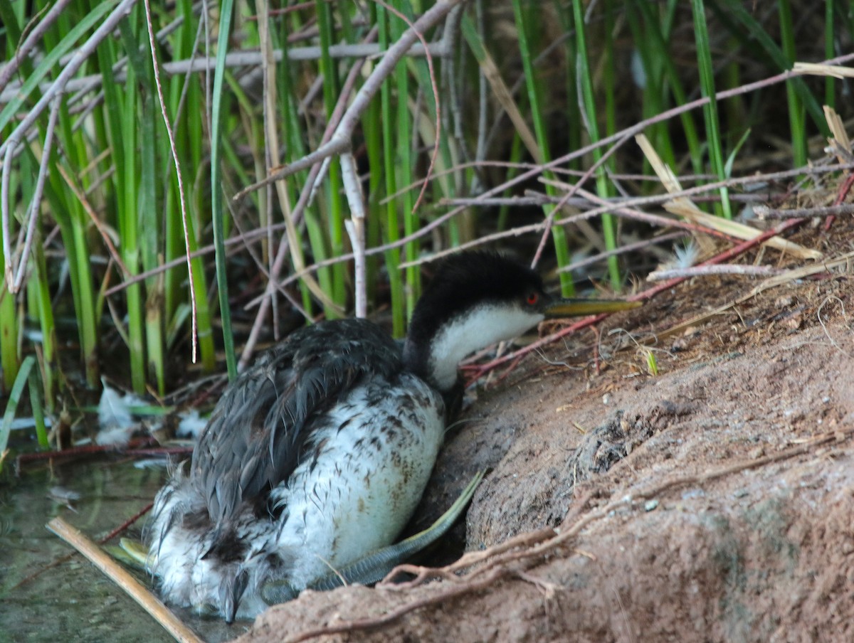 Western Grebe - ML641894935