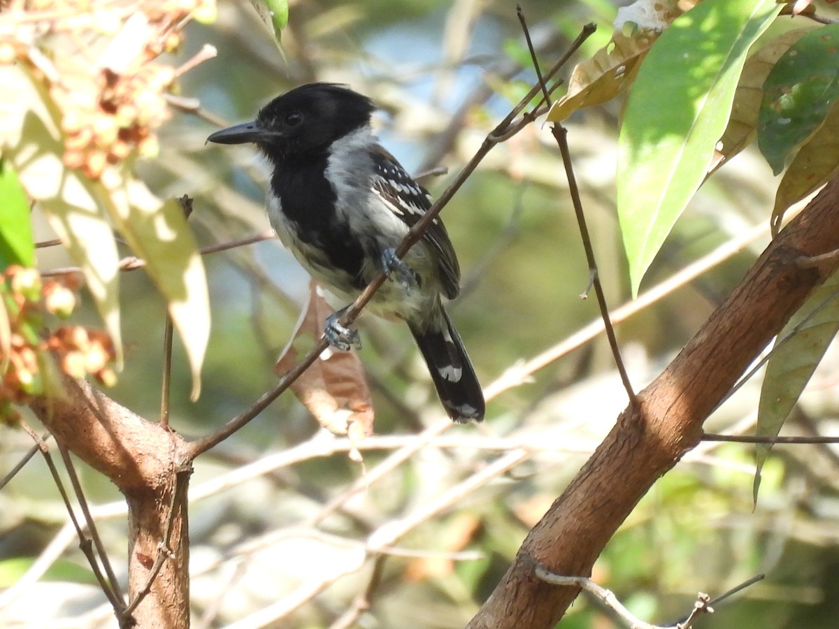 Black-crested Antshrike - ML641894947