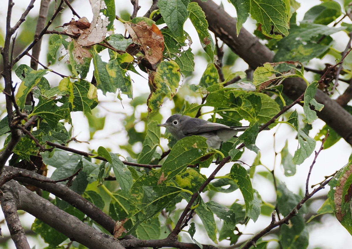 Blue-gray Gnatcatcher - ML641894959