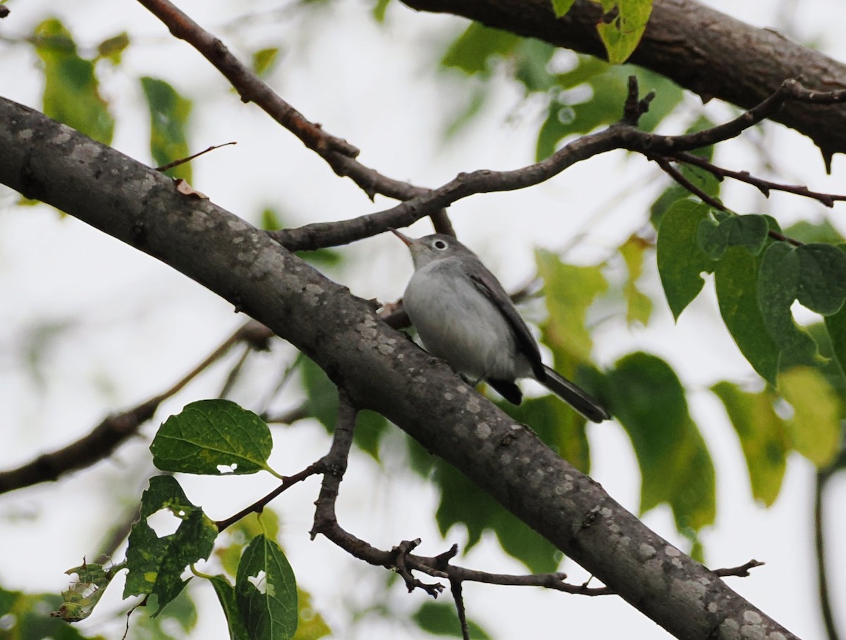 Blue-gray Gnatcatcher - ML641894960