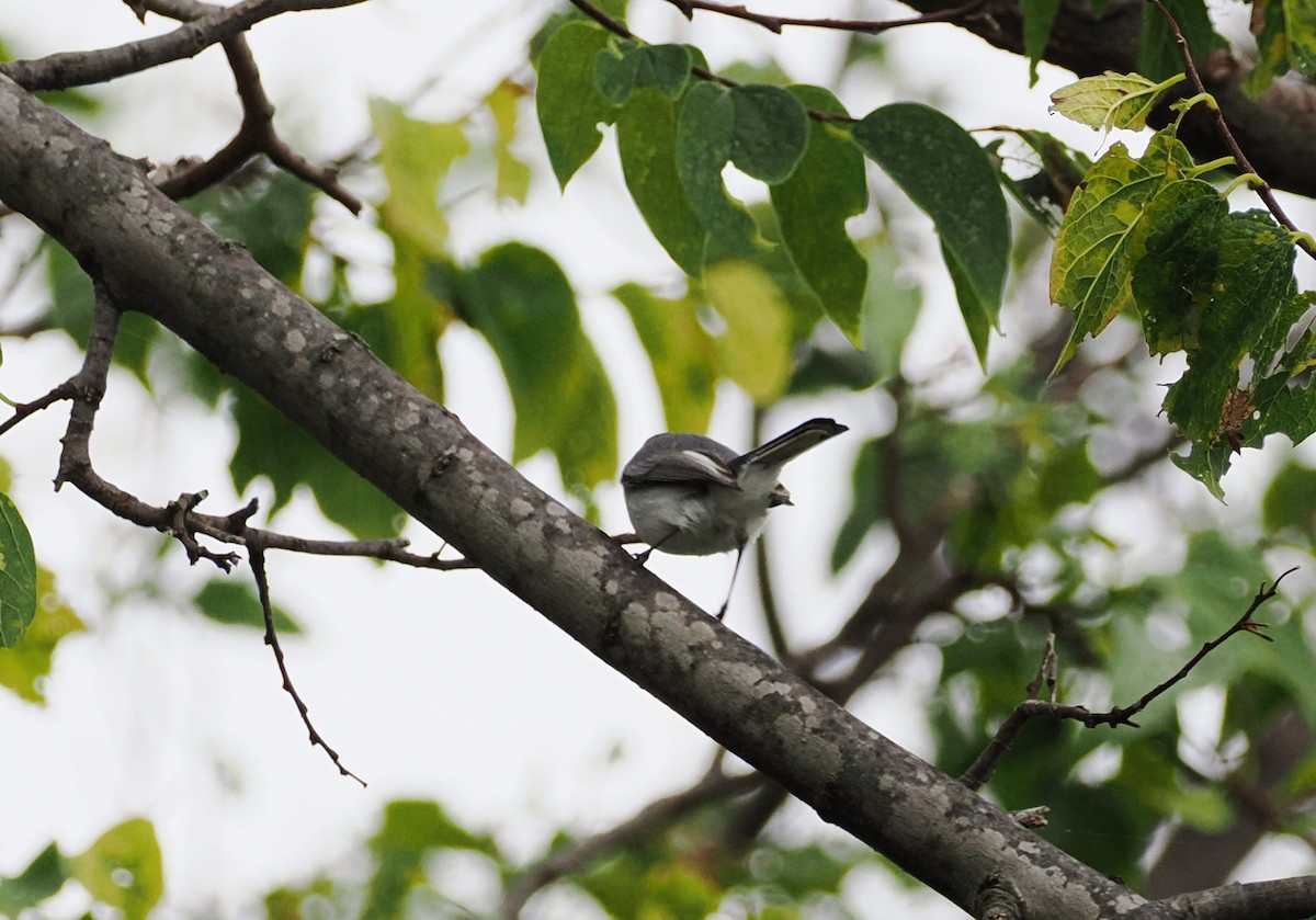 Blue-gray Gnatcatcher - ML641894961