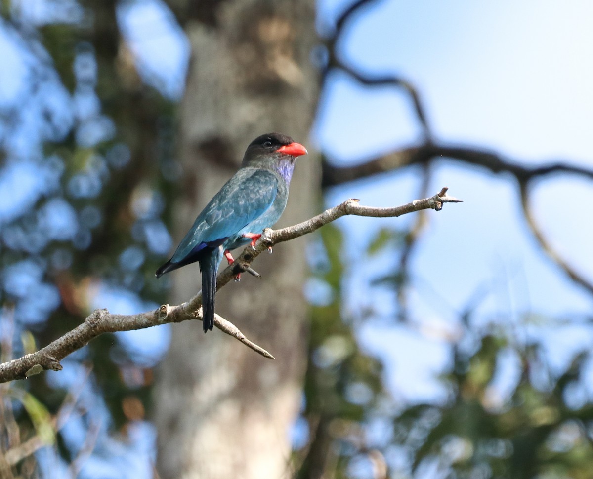 Широкорот східний - ML641894970