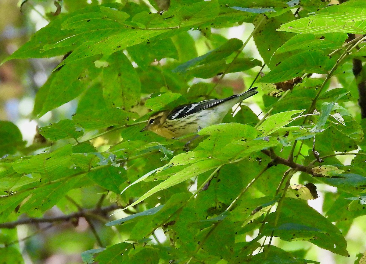 Blackburnian Warbler - ML641894981