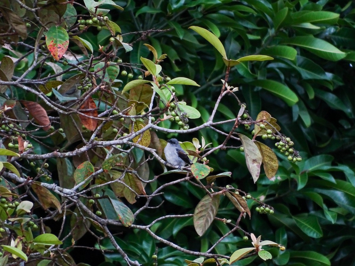 Plain-colored Tanager - ML641894983