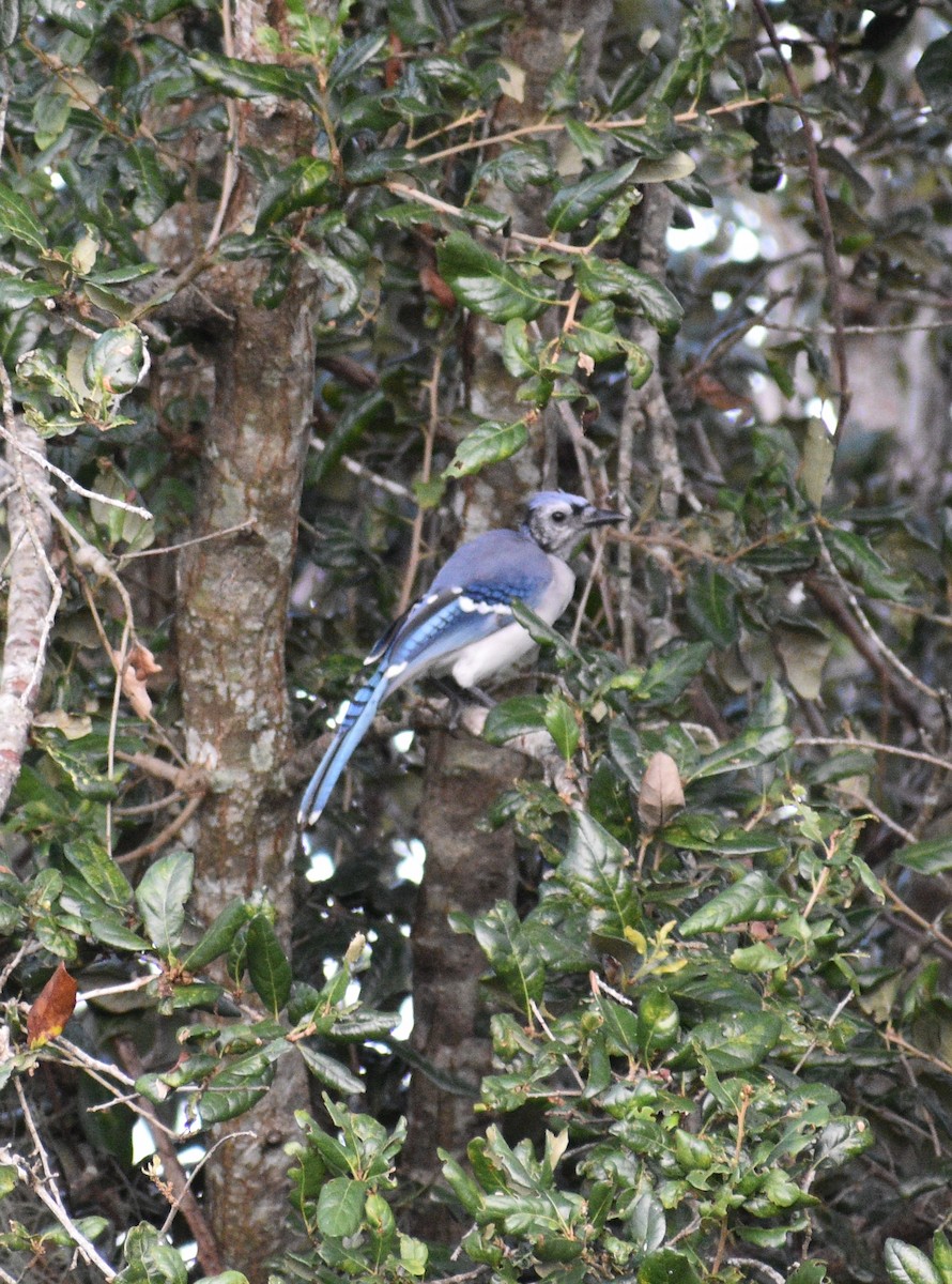 Blue Jay - ML641894992