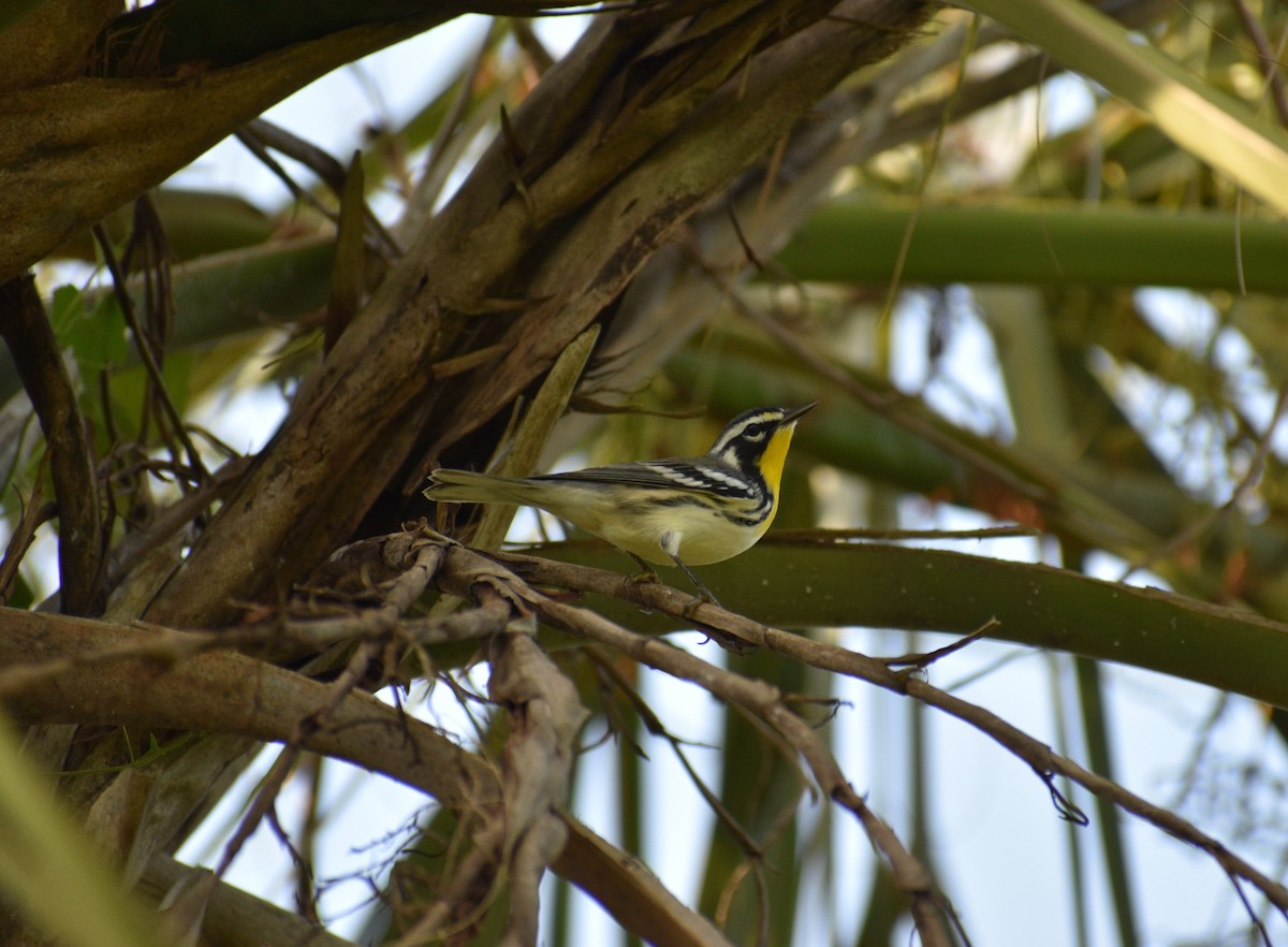 Yellow-throated Warbler - ML641895003