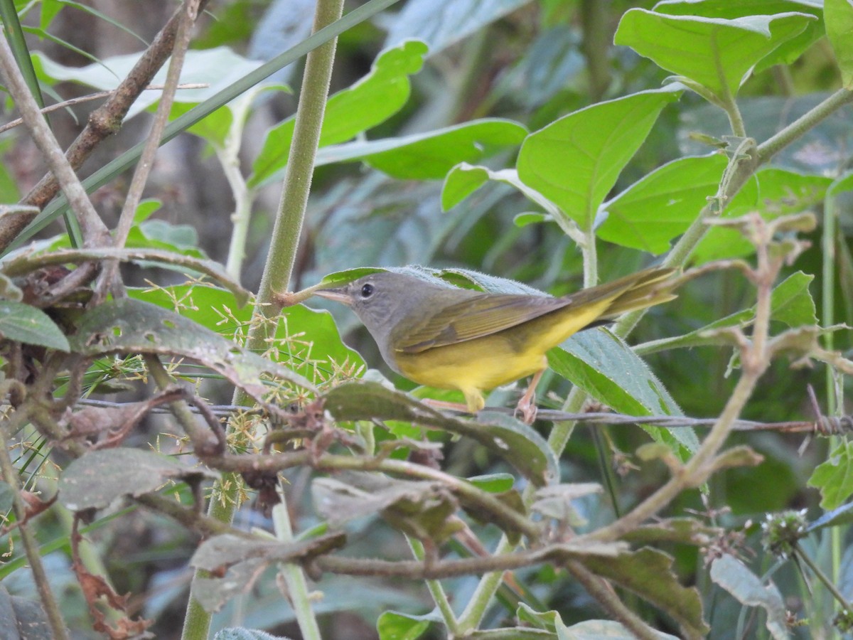Mourning Warbler - ML641895005