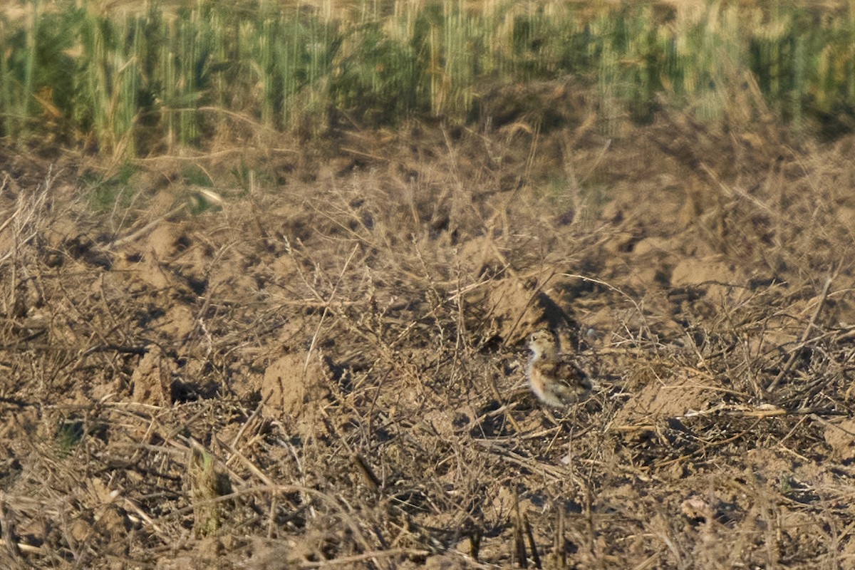 Mountain Plover - ML641895026