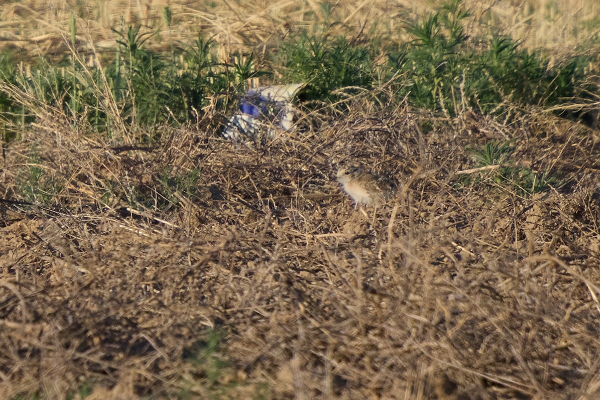 Mountain Plover - ML641895027