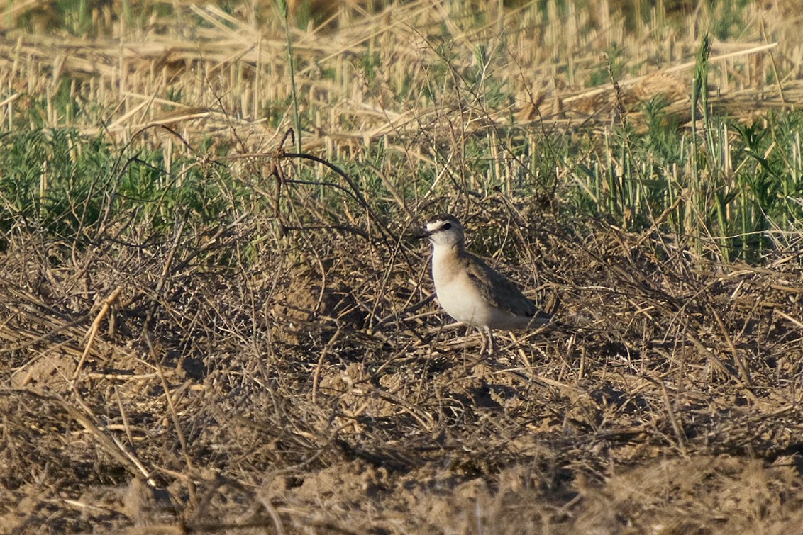 Mountain Plover - ML641895028