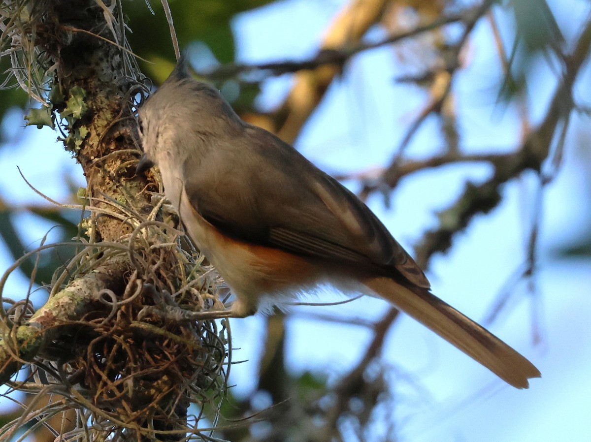 Tufted Titmouse - ML641895037