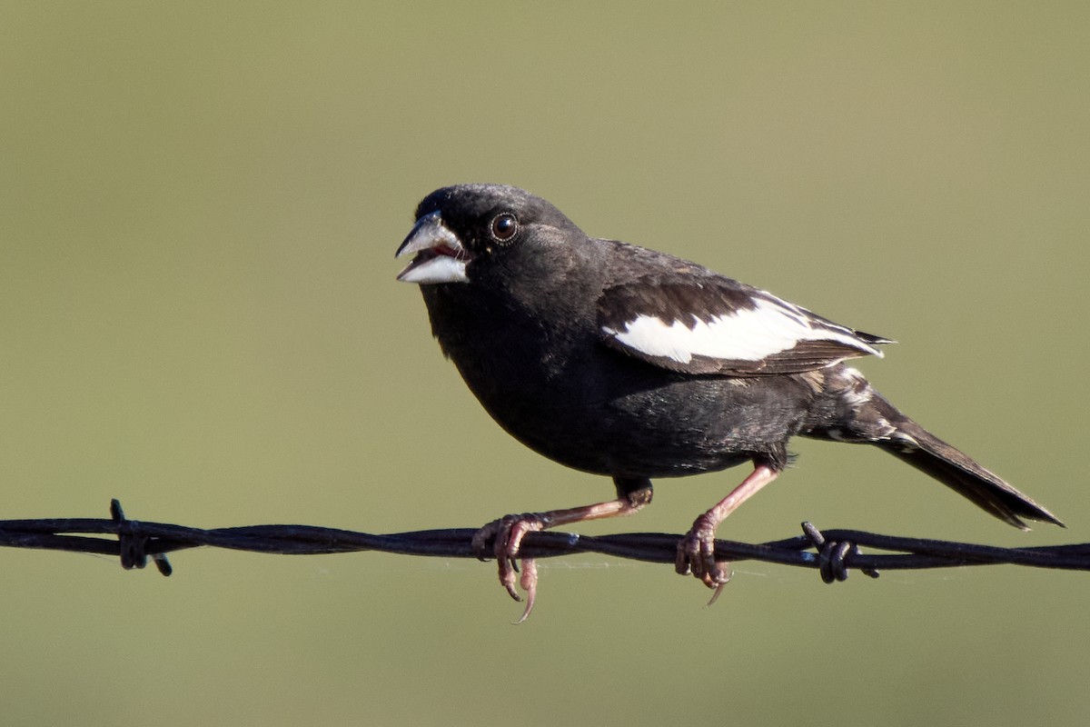 Lark Bunting - ML641895039