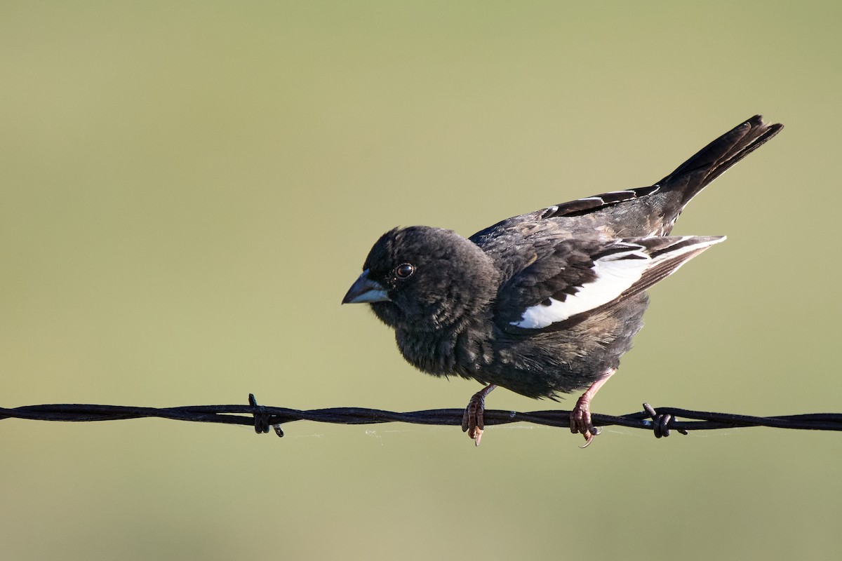 Lark Bunting - ML641895041
