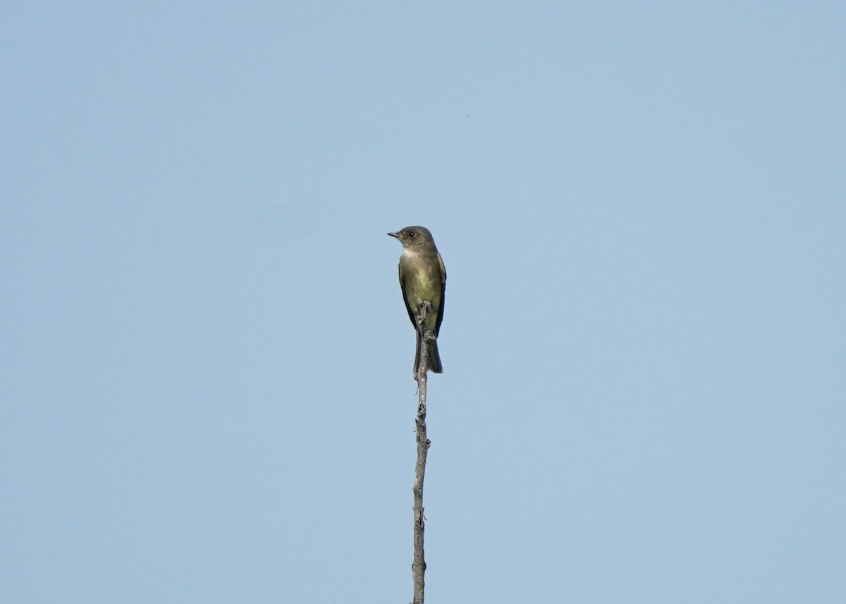 Boreal Sinekkapan - ML641895042