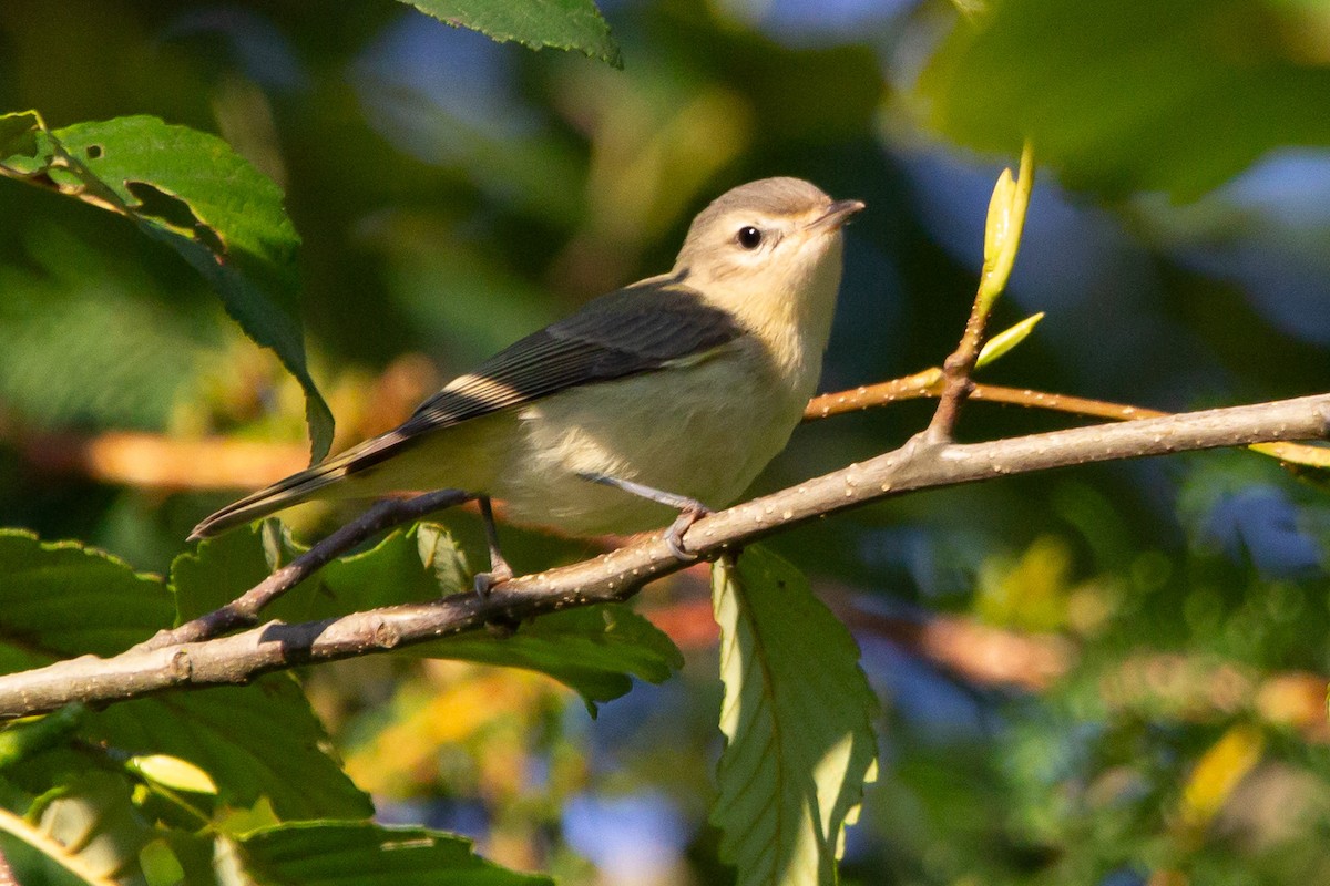 Warbling Vireo - ML641895043