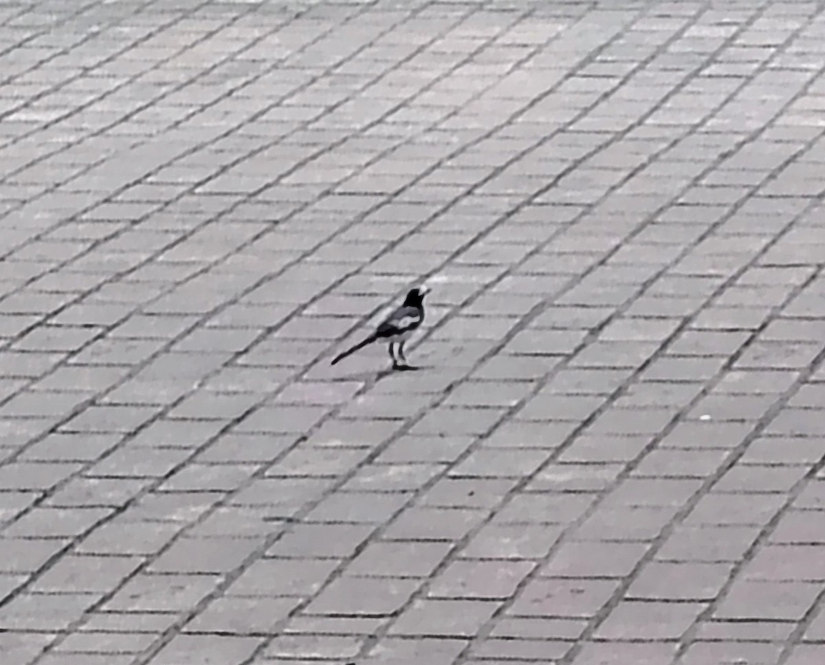 White-browed Wagtail - ML641895055