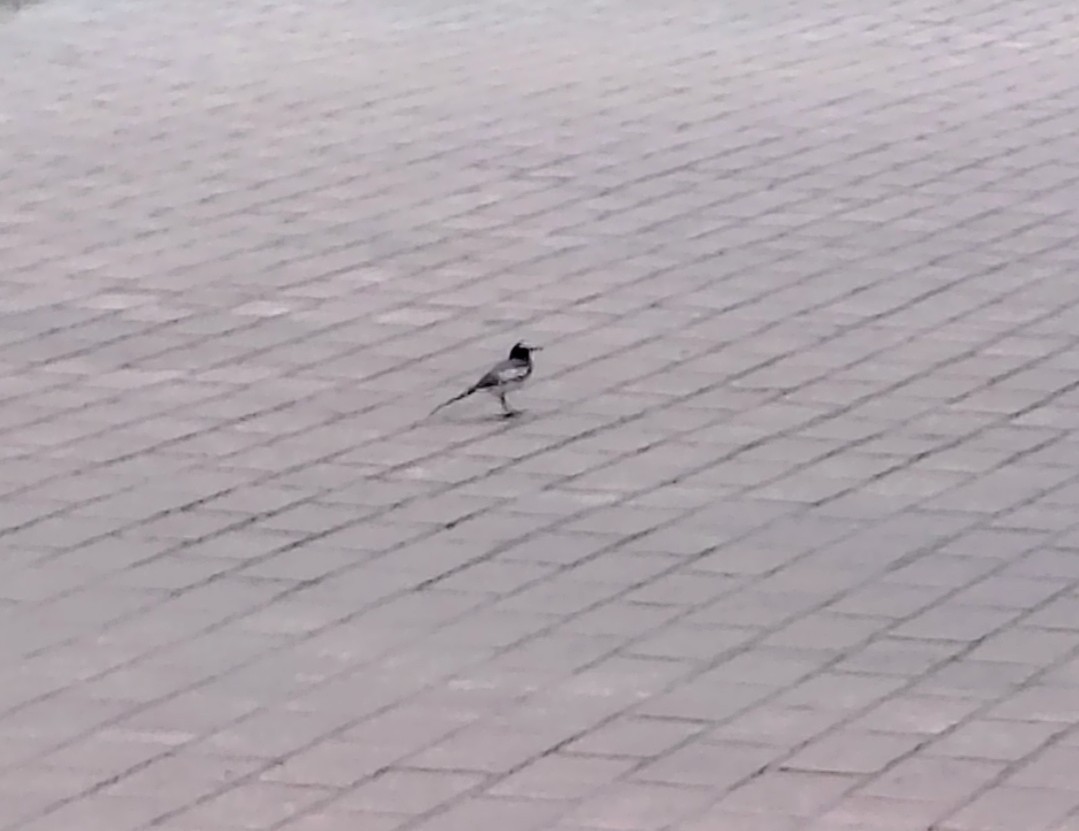 White-browed Wagtail - ML641895056