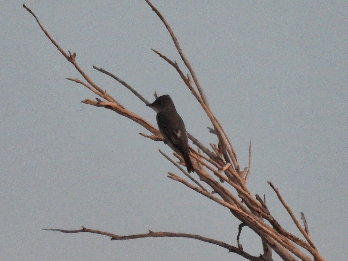 Boreal Sinekkapan - ML641895060