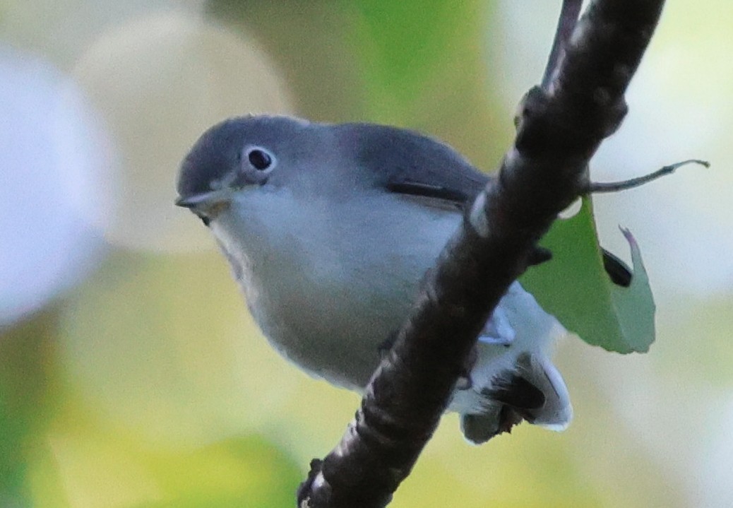 Blue-gray Gnatcatcher - ML641895061