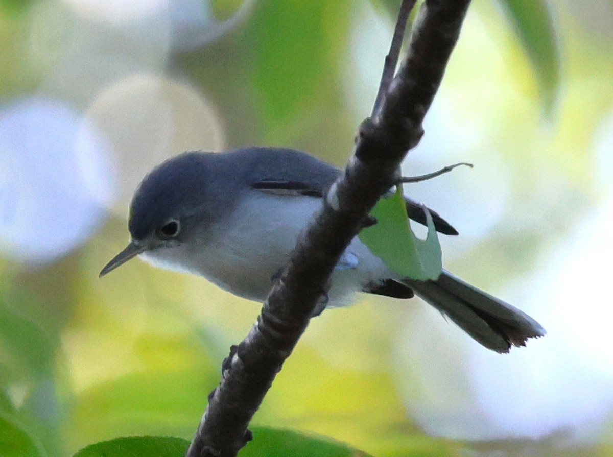 Blue-gray Gnatcatcher - ML641895062