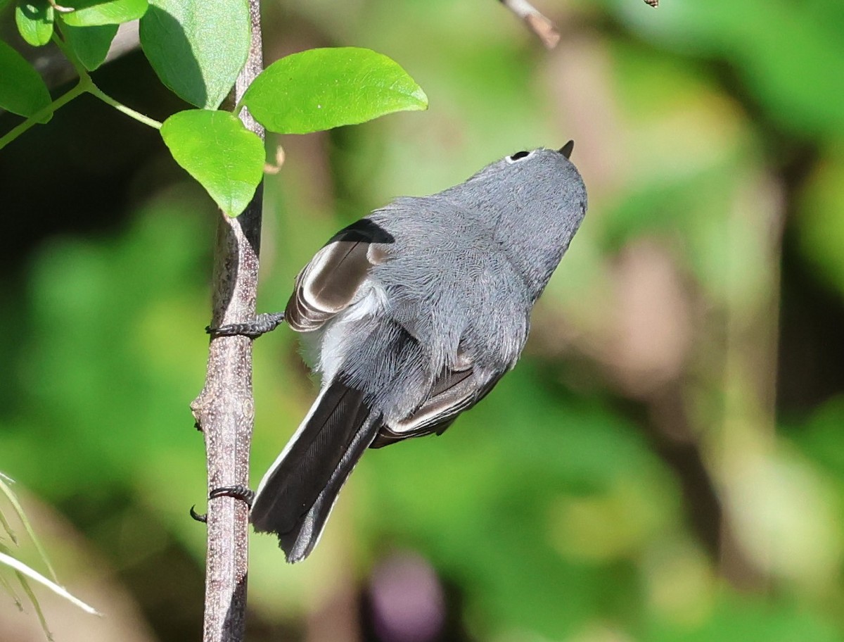 Blue-gray Gnatcatcher - ML641895063