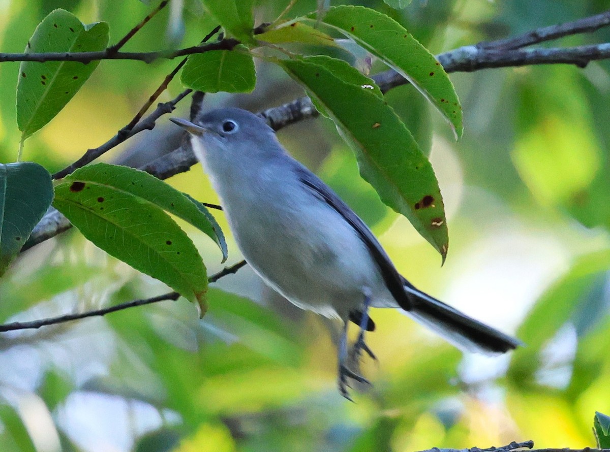 Blue-gray Gnatcatcher - ML641895064