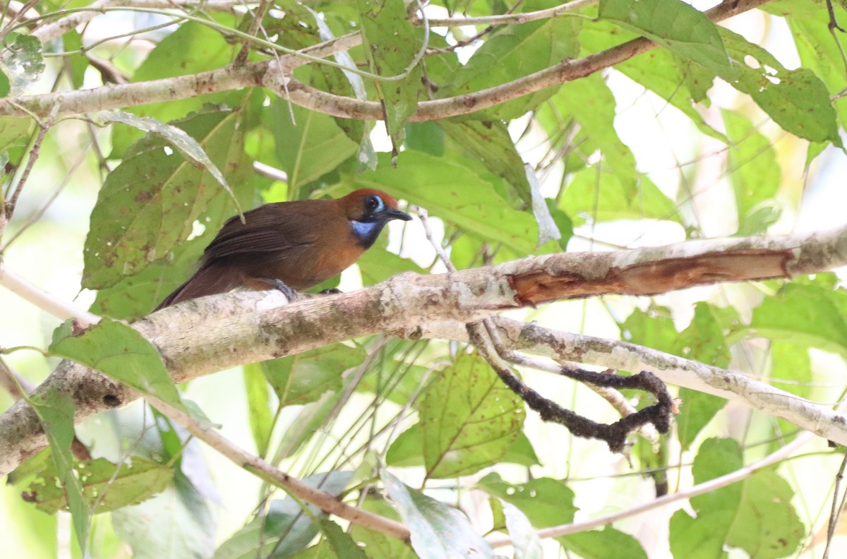 Синчівка чорногорла - ML641895065