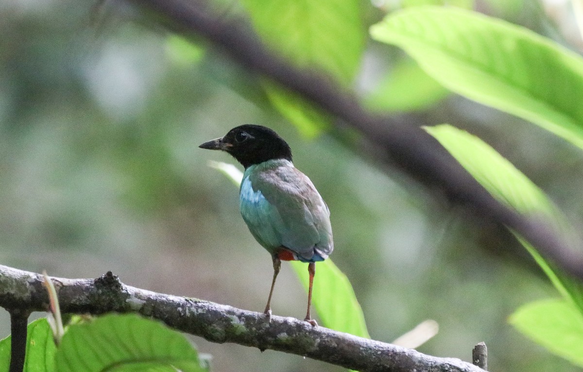 Western Hooded Pitta - ML641895076