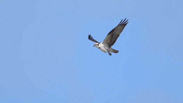 魚鷹 - ML641895087
