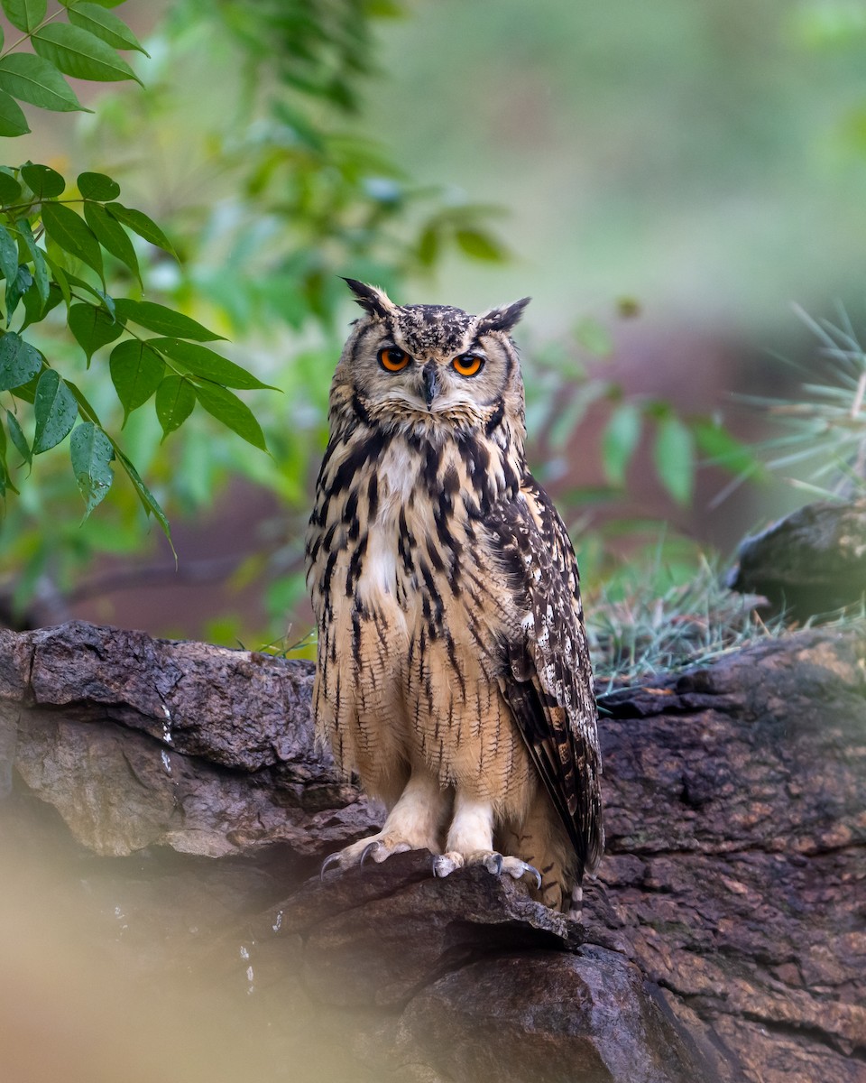 Rock Eagle-Owl - ML641895101